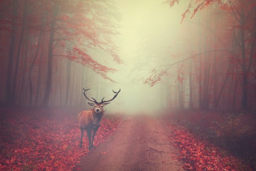 deer-forest-road-fog-foggy-mist-animal-wildlife.jpg