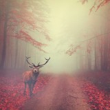 deer-forest-road-fog-foggy-mist-animal-wildlife