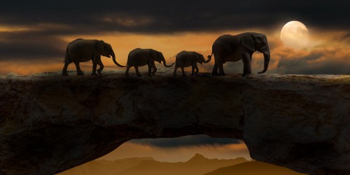 This image showing wildlife animals. Here elephant family walking holding each other's tail. Great wallpaper for project work or use as a desktop background. This royalty-free image can be used anywhere without giving attribution.