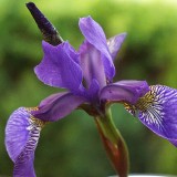 iris-violet-flower-plant-ornamental-plants-flora