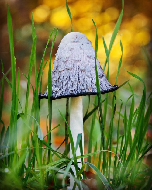 Mushroom Grass Fungus Fungi Toadstool Autumn