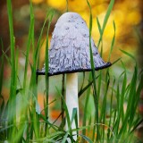 mushroom-grass-fungus-fungi-toadstool-autumn