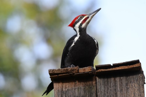Bird-Woodpecker-Pileated-Woodpecker-Beak-Fence.jpg