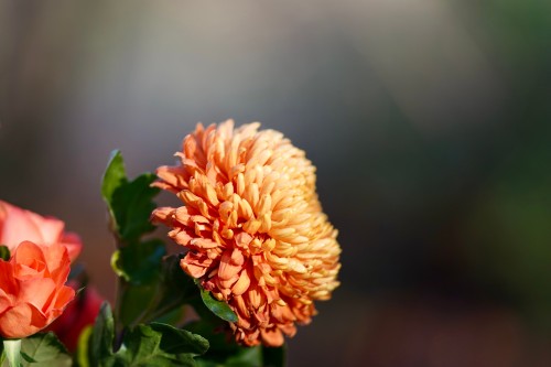 This picture is showing a chrysanthemum flower plant blooming.  ✓ Free for commercial use ✓ No attribution required ✓ High-quality images.