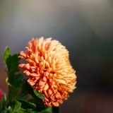 Chrysanthemum-Flower-Plant-Bloom-Blossom