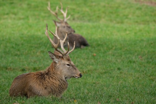 Deer-Animal-Wildlife-Red-Deer-Antlers-Mammal.jpg