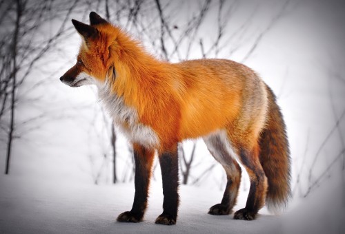 This wallpaper is showing an animal in the snow. To be specific a red fox looking at something in the snow. A beautiful image for your desktop background or any project or in a client project. ✓ Free for commercial use ✓ No attribution required ✓ High-quality images.