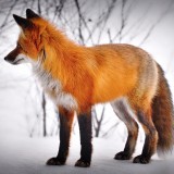 Fox-Animal-Snow-Red-Fox-Mammal-Wild-Animal