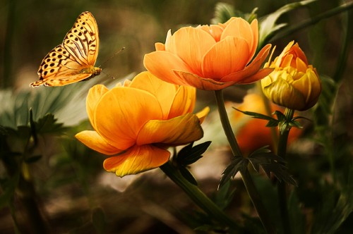This wallpaper showing a garden full of flowers and beautiful butterflies. This great image you would love to keep in your collection.  ✓ Free for commercial use ✓ No attribution required ✓ High-quality images.