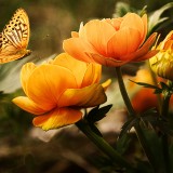 Garden-Flowers-Butterfly-Silver-Washed-Fritillary