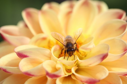 Bee-Insect-Dahlia-Honey-Bee-Animal-Bloom-Blossom.jpg