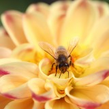 Bee-Insect-Dahlia-Honey-Bee-Animal-Bloom-Blossom