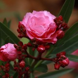 Oleander-Bush-Toxic-Flowers-Bud-Pink-Flowers