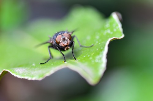 This wallpaper is showing a close-up view of a fly insect on a leaf. A blur effect was added to the image. This is a very beautiful wallpaper, ready to use in any project or in client work. you can also use the picture on your desktop background. You don't have to give any credit or attribute.