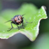 Fly-Insect-Leaf-Animal-Nature-Closeup