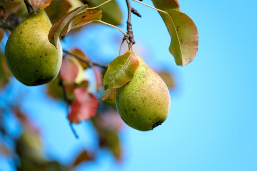 Pear-Fruit-Tree-Food-Healthy-Vitamins-Orchard.jpg