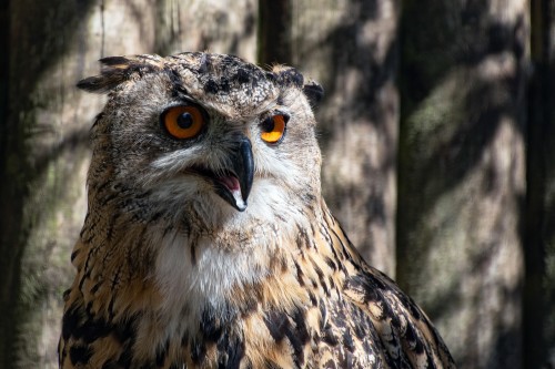 Eagle-Owl-Bird-Animal-Eurasian-Eagle-Owl-Owl.jpg