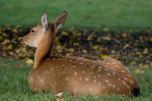 Roe-Deer-Animal-Wildlife-European-Roe-Deer.jpg