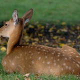 Roe-Deer-Animal-Wildlife-European-Roe-Deer