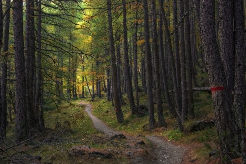 Trail-Trees-Forest-Path-Woods-Larch-Autumn.jpg