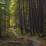 Trail-Trees-Forest-Path-Woods-Larch-Autumn