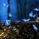 Fantasy-Butterflies-Mushrooms-Forest-Insects