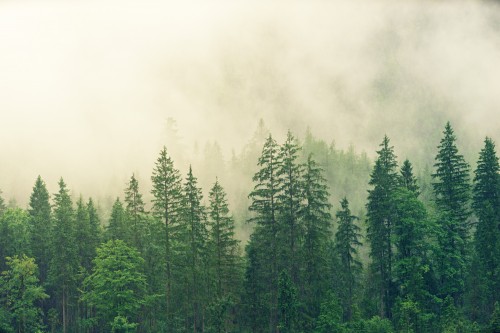 Forest-Trees-Fog-Conifers-Pine-Spruce-Fir-forest.jpg