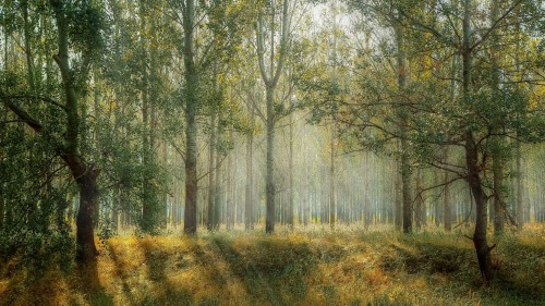 Forest-Trees-Sun-rays-Sunlight-Fog-Mist-Grasses.jpg