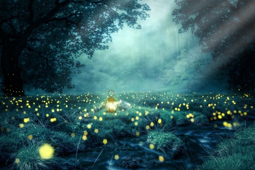 Night-Forest-Glowworm-Light-Lantern-Nature-Tree.jpg