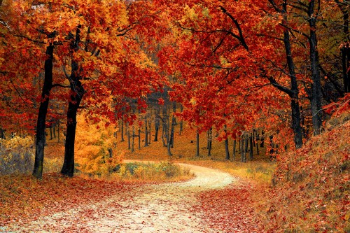 Road-Forest-Fall-Path-Trail-Trees-Woods-Foliage.jpg