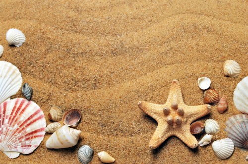 Seashells-Sand-Beach-Sea-Coast-Flat-lay.jpg
