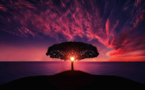 Tree-Sunset-Clouds-Sky-Silhouette-Hill-Sea-Ocean.jpg
