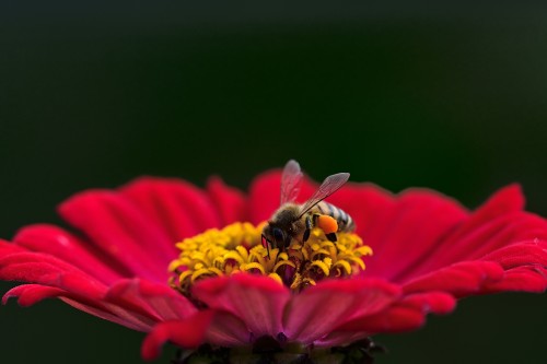 Flower-Bee-Pollination-Honey-bee-Blossom-Bloom.jpg