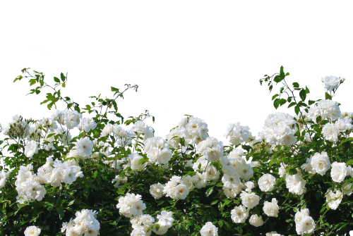 Roses-White-roses-Nature-Blossom-Bloom-Flower.png