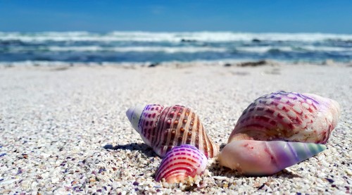 Seashell-Shell-Shells-Sea-Ocean-Beach-Nature.jpg