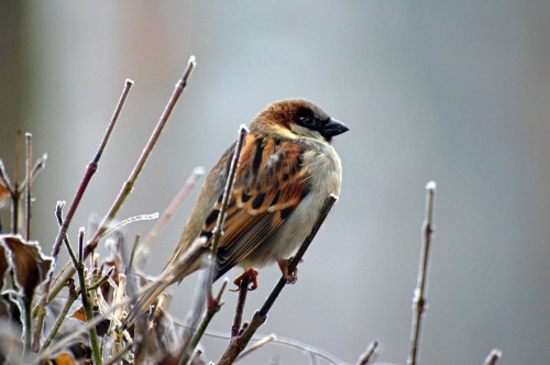 Sparrow-Bird-Animal-Nature.jpg