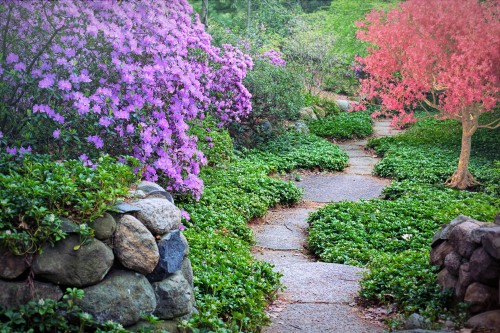Spring-Flowering-trees-Path-Pathway-Walk-Nature.jpg