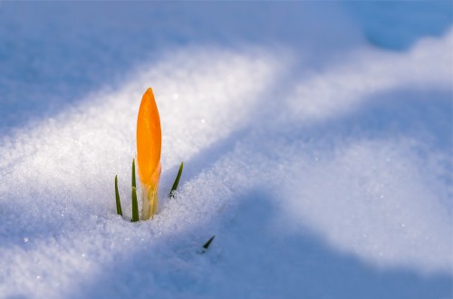 Spring-awakening-Crocus-Flower-Snow-Snow-cover.jpg