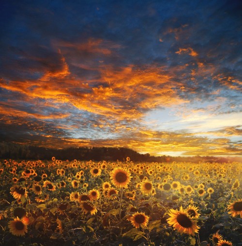 Sunflower-field-Landscape-Scene-Scenery-Nature-Sky.jpg
