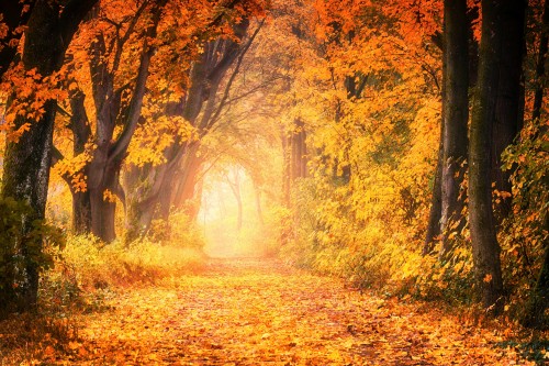 Tree-Fall-Nature-Leaf-Wood-Avenue-Forest-Path.jpg