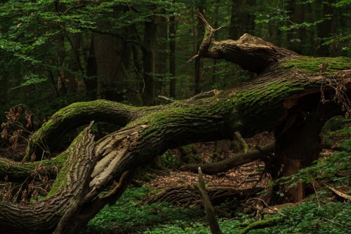 Tree-Forest-Nature-Secret-Leaves-Green-Fantasy.jpg