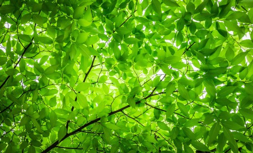 Tree-Leaf-Twig-Texture-Pattern-Nature-Green.jpg