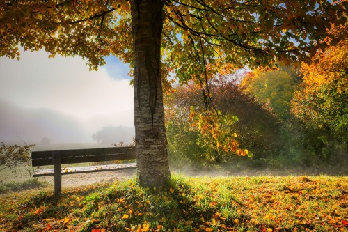 Tree-Nature-Autumn-Fall-Season-Bench-Fog.jpg