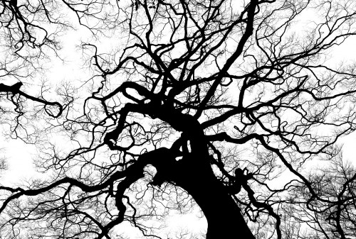 Tree-Silhouette-Branches-Tall-High-Canopy-Top.jpg