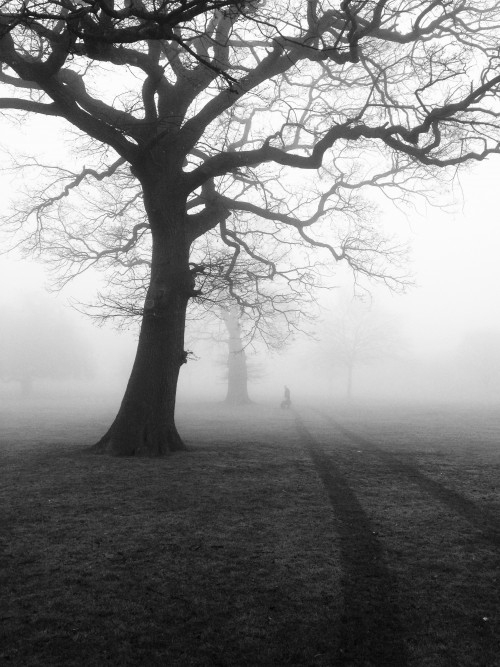 Trees-Mist-Fog-Eerie-Nature-Landscape-Forest.jpg