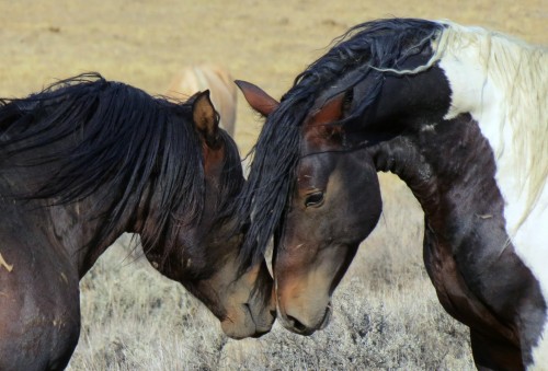 Wild-Horses-Wyoming-Wild-mustangs-Mustangs-Scenery.jpg