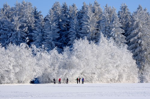 Winter Nature Trees Snow Cold Frost Outdoors