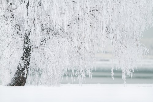 Winter-Tree-Snow-Landscape-Cold-December-Nature.jpg