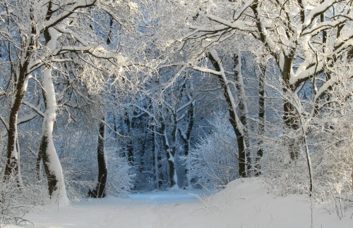 Winter Wintry Snow magic Winter landscape