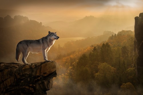 Wolf Lonely Quiet Sunset Nature Animal